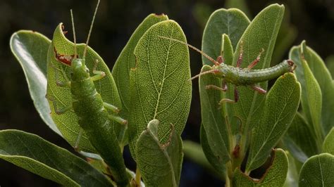 peppered moth game|Evolution in Color: From Peppered Moths to Walking Sticks.